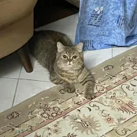 گربه بیریتیش ماده سالم و سلامت