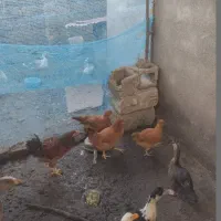 مرغ کاکول و خروس