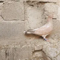 تاپ کله ای