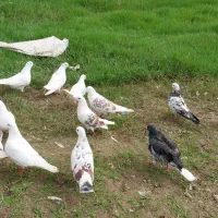 کبوتر جفتگاهی|پرنده|رشت, حومه رشت|دیوار