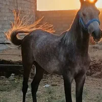 اسب نریون 2 سر عرب وارداتی