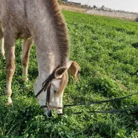 آموزش سوارکاری و پانسیون اسب