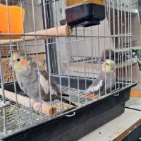 عروس هلندی اصل|پرنده|پیرانشهر, |دیوار