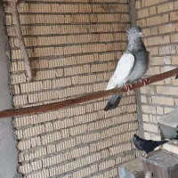 سینه سبز وکله