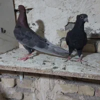 کفتر زاغ وسرخ