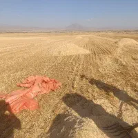 کاه