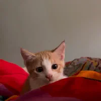 واگذاری رایگان گربه نر