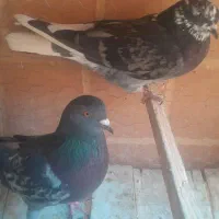 کبوتر تهرانی|پرنده|نائین, |دیوار