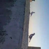 کفتر بوم پرشی