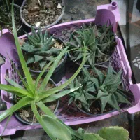 گل اپارتمانی مقاوم|گل و گیاه طبیعی|فسا, |دیوار