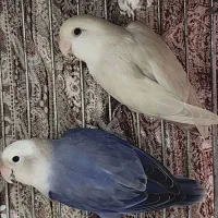 جفت کوتوله برزیلی مولد فروش نقد 2500