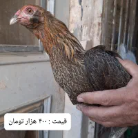 مرغ و جوجه گلین لری از نژاد اصلی اورجینال|حیوانات مزرعه|قم, نوبهار|دیوار