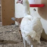 جوجه خروس لاری  سفید سرو کله دار خوش قامت