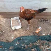 بز چهار ماه آوستن و کولار و یک عدد خروس لاری|حیوانات مزرعه|طبس, |دیوار