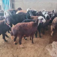 گوسفند شیشک|حیوانات مزرعه|سیلاخور, |دیوار