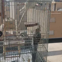 عروس هلندی نر و ماده دستی