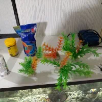 یک عدد آکواریوم|ماهی|سیاهکل, |دیوار