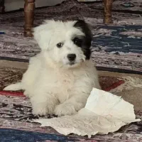 سگ خانگی نر