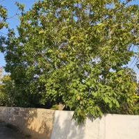 300-متر-باغچه-چهار-دیواری-سند-تک-برگ