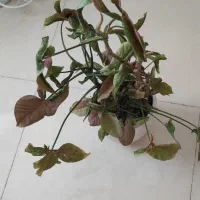 گل طبیعی