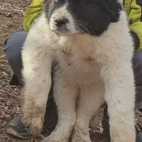 توله سگ‌ لاس قدرجونی