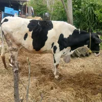 فروش گاو دورگه سفید شیری ۸ماه شکم