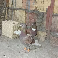 کفتر قوری و زرد