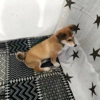 سگ پا کوتاه ماده|سگ|مشهد, سیس‌آباد|دیوار