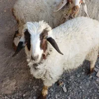 بره کوچک