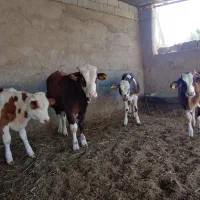 گوساله نر سیمینتال 4 عدد بزرگ