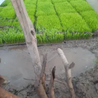 توم‌نشا اصلاح شده