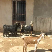 بز جوان سرحال|حیوانات مزرعه|شهرکرد, |دیوار