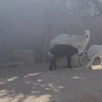 گوسفند با بره