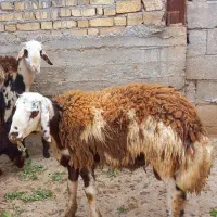 بره پلنگی