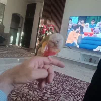 فروشیکرینچ|پرنده|شاهین دژ, |دیوار