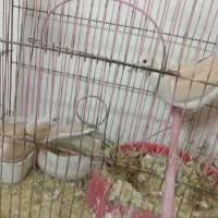 کبوتر. زینتی فروش فوری