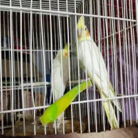 یک جفت عروس هلندی|پرنده|زاهدان, |دیوار