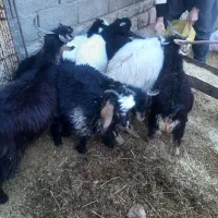 بزغاله وبز|حیوانات مزرعه|آبدانان, |دیوار