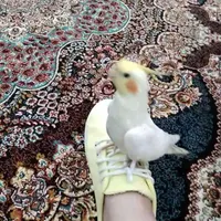 عروس هلندی گمشده مژدگانی ۵۰ میلیون|حیوانات|شهریار, |دیوار
