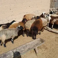 فروشی|حیوانات مزرعه|شیروان (خراسان), |دیوار