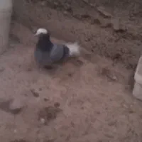 دوتا کبوتر غریب شرطی|پرنده|سقز, |دیوار