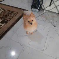 فروش سگ‌خونگی پامرانین