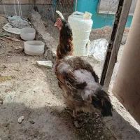 مرغ معاوضه با خروس|حیوانات مزرعه|زاهدان, |دیوار