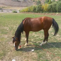 اسب عشایری