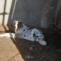 سگ ماده سرابی خراسانی