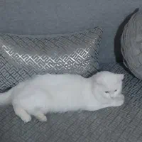 گربه ماده پرشین