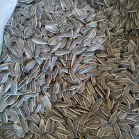 فروش تخمه آفتابگردان خارجی ۱۷۰ دانه