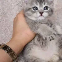 گربه های اصیل|گربه|سنندج, |دیوار