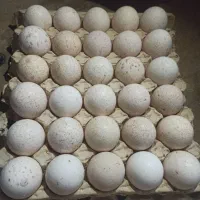 تخم بوقلمون نطفه دار