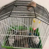 همستر کمپل|موش و خرگوش|تهران, سبلان (لشگر)|دیوار